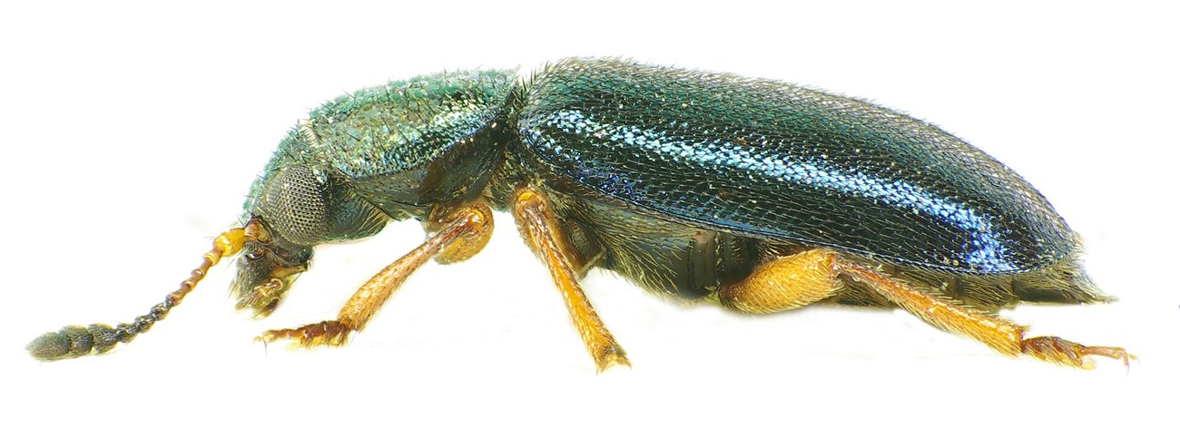 Necrobia rufipes, necrobie a pattes rousses adulte