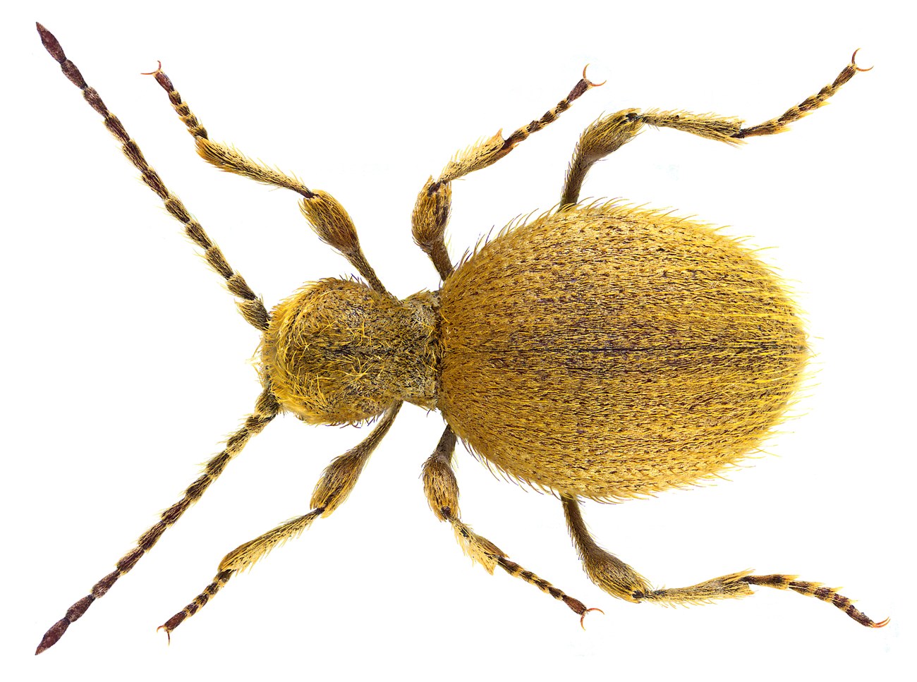 Niptus hololeucus, niptus dore adulte