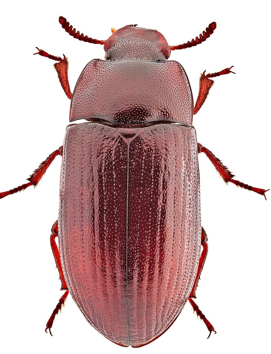 Alphitobius diaperinus, petit tenebrion mat adulte