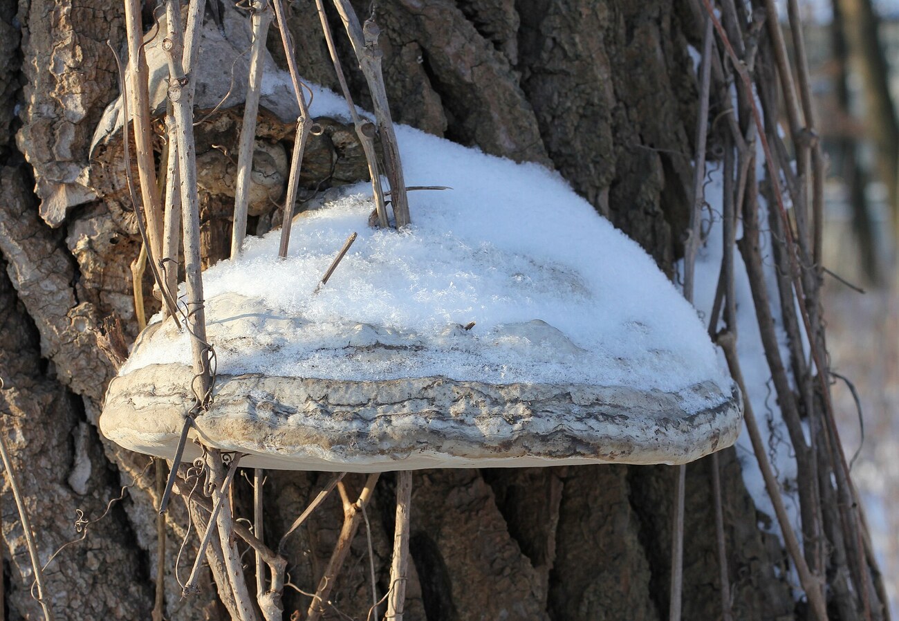 Polypore (Fomes fomentarius), champignon parasite du bois sur tronc