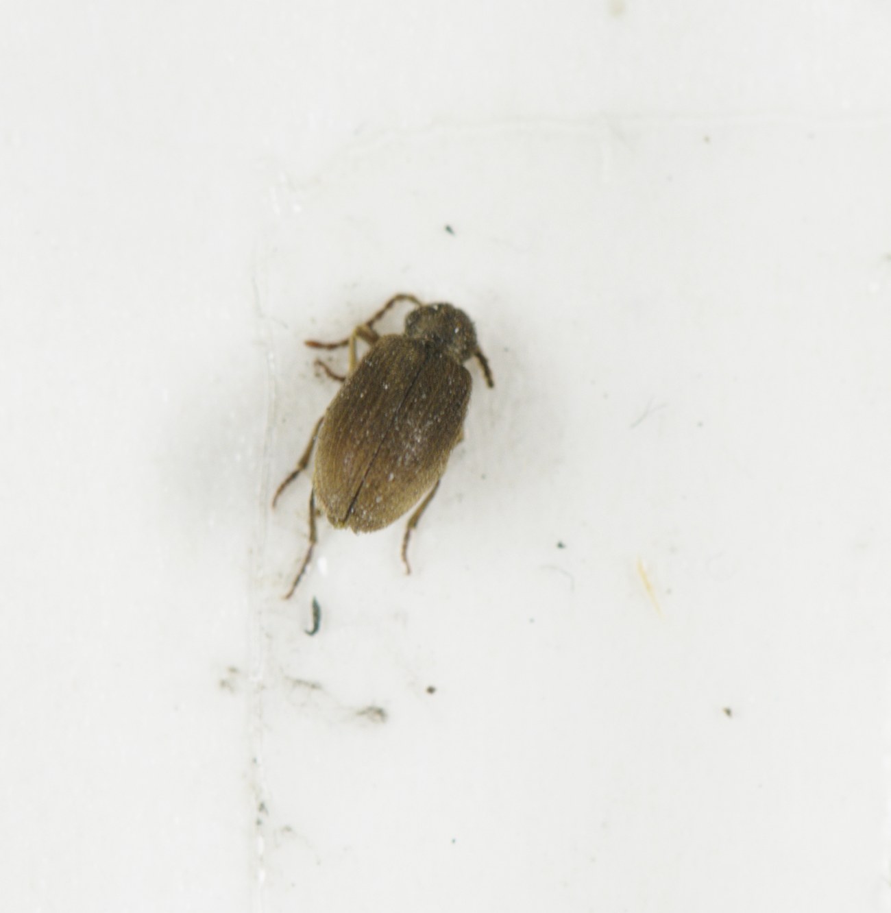Ptinus tectus, ptine d'Oceanie adulte