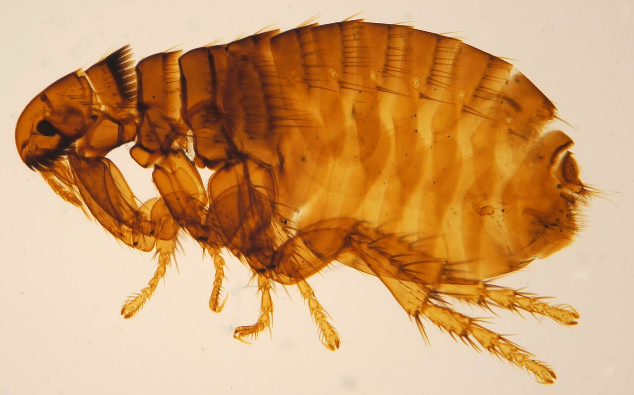 Puce du chien (Ctenocephalides canis), macrophotographie
