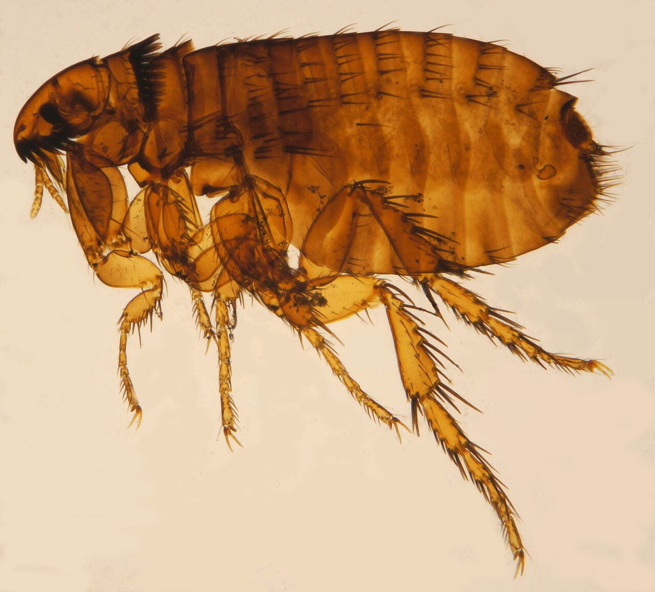 Puce (Ctenocephalides felis) en macro — traitement anti-puces CoplaClean
