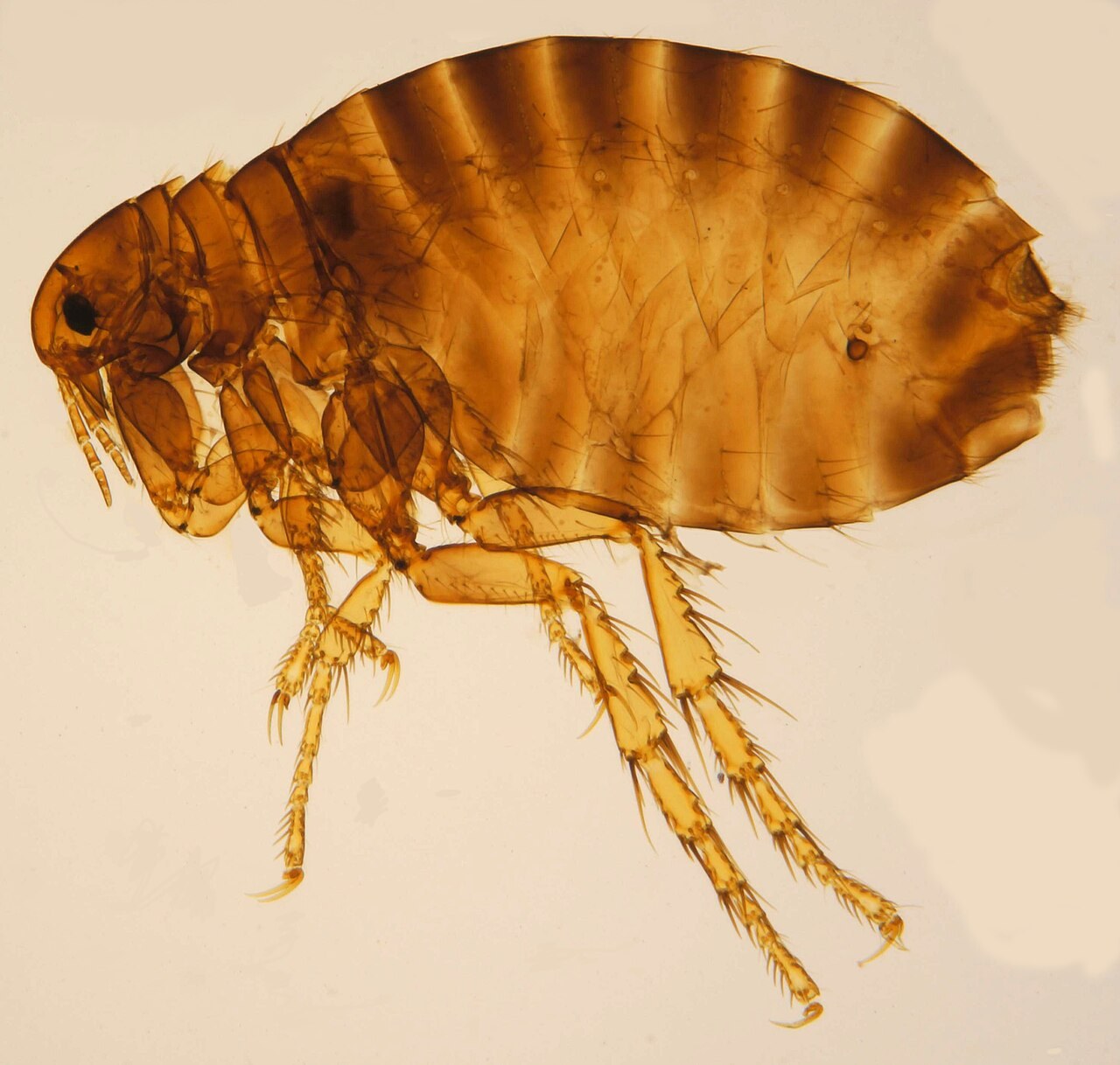 Puce de l'homme (Pulex irritans), macrophotographie