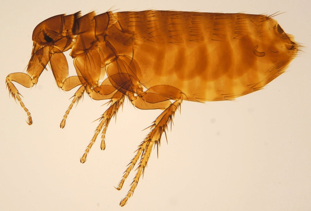 Puce de l'oiseau (Ceratophyllus gallinae), macrophotographie