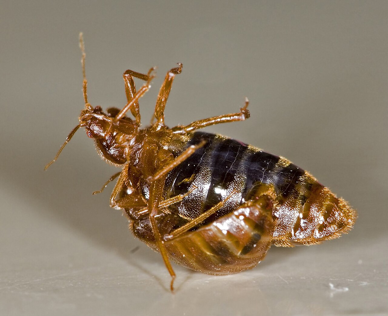 Punaise de lit adulte Cimex lectularius vue en gros plan, insecte hématophage responsable d'infestations sévères