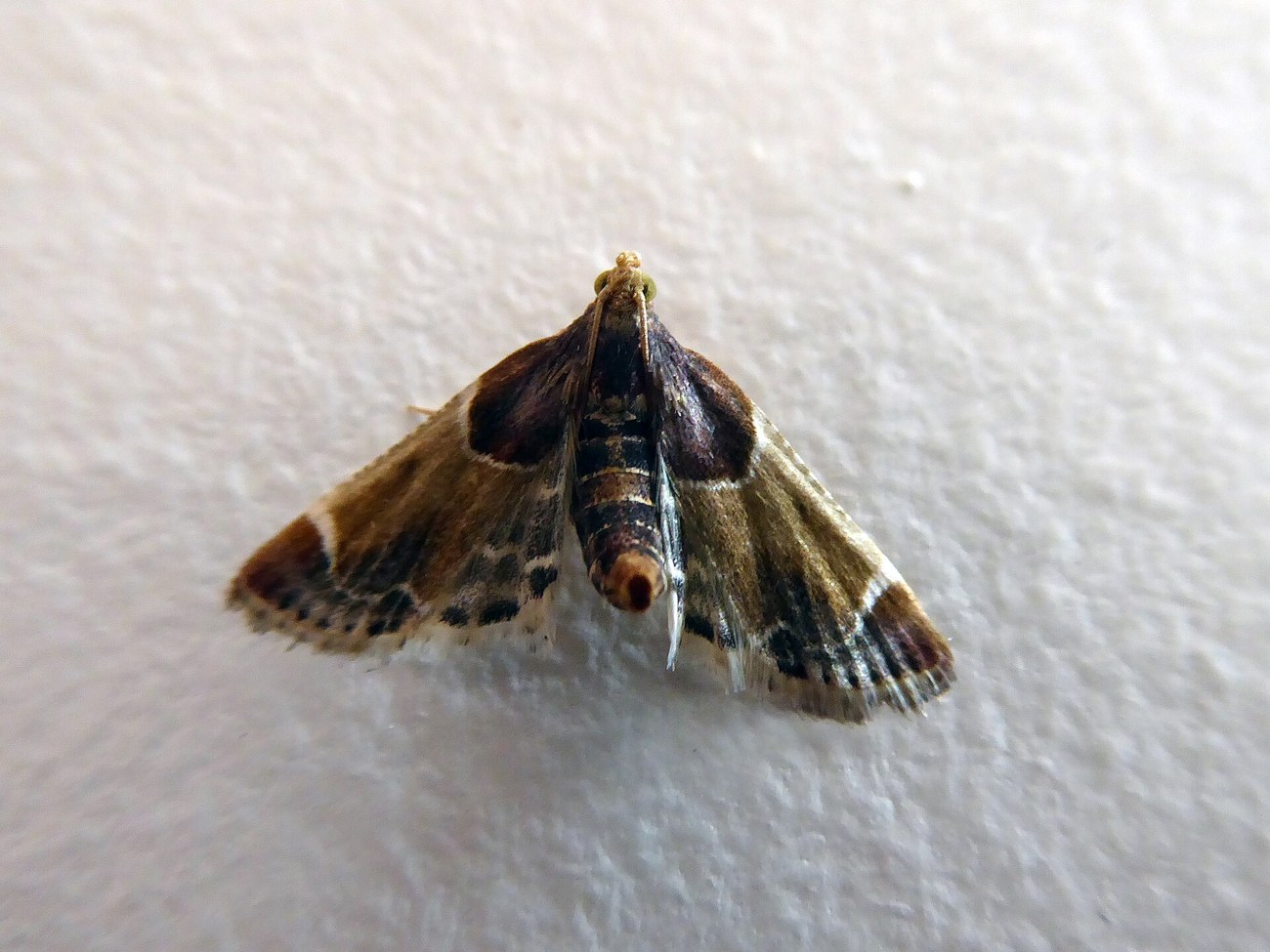 Pyralis farinalis, pyrale de la farine adulte