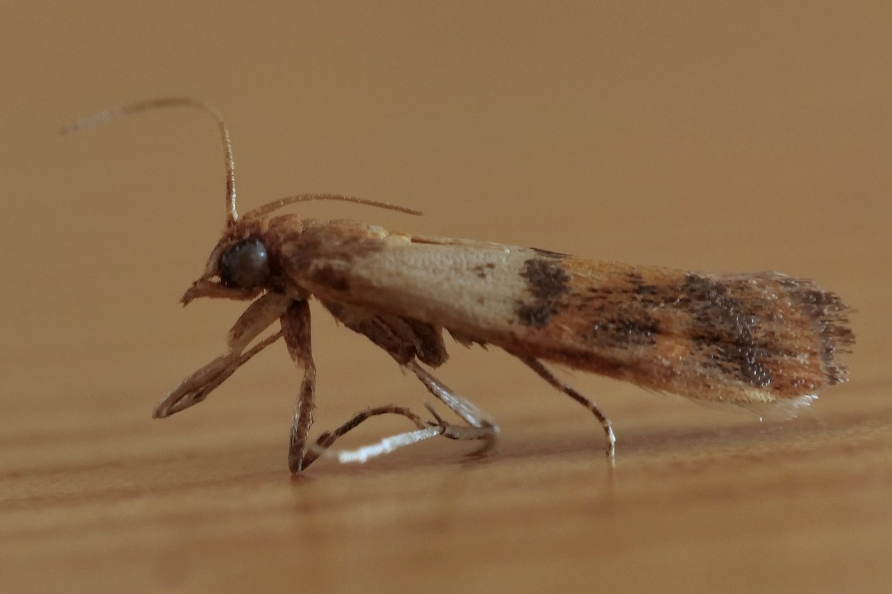 Plodia interpunctella, pyrale indienne de la farine