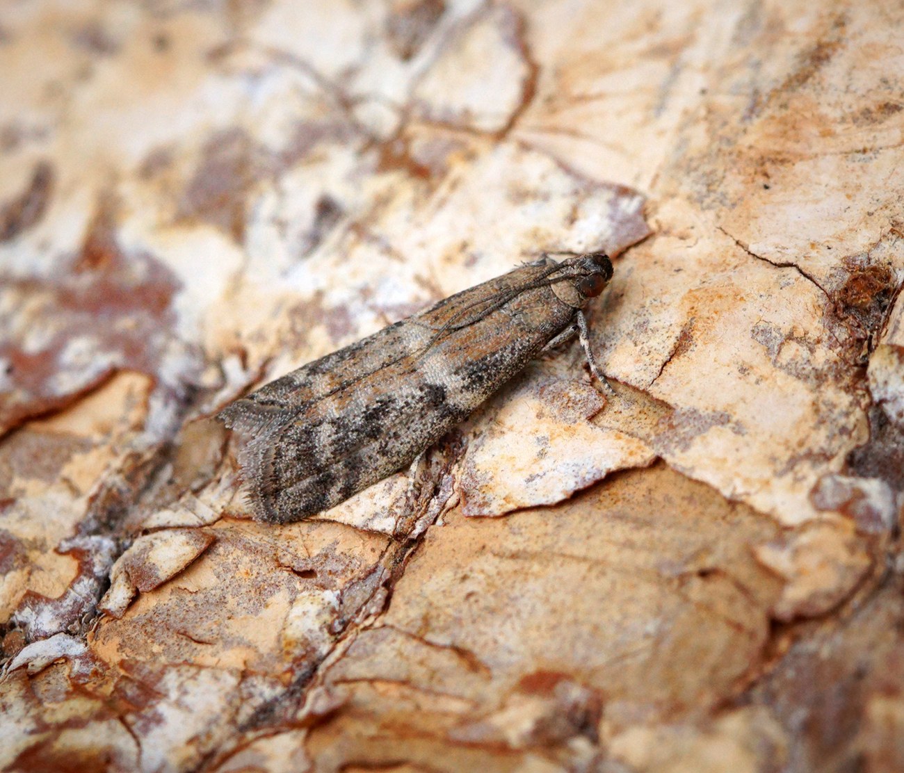 Ephestia elutella, pyrale tropicale du tabac adulte