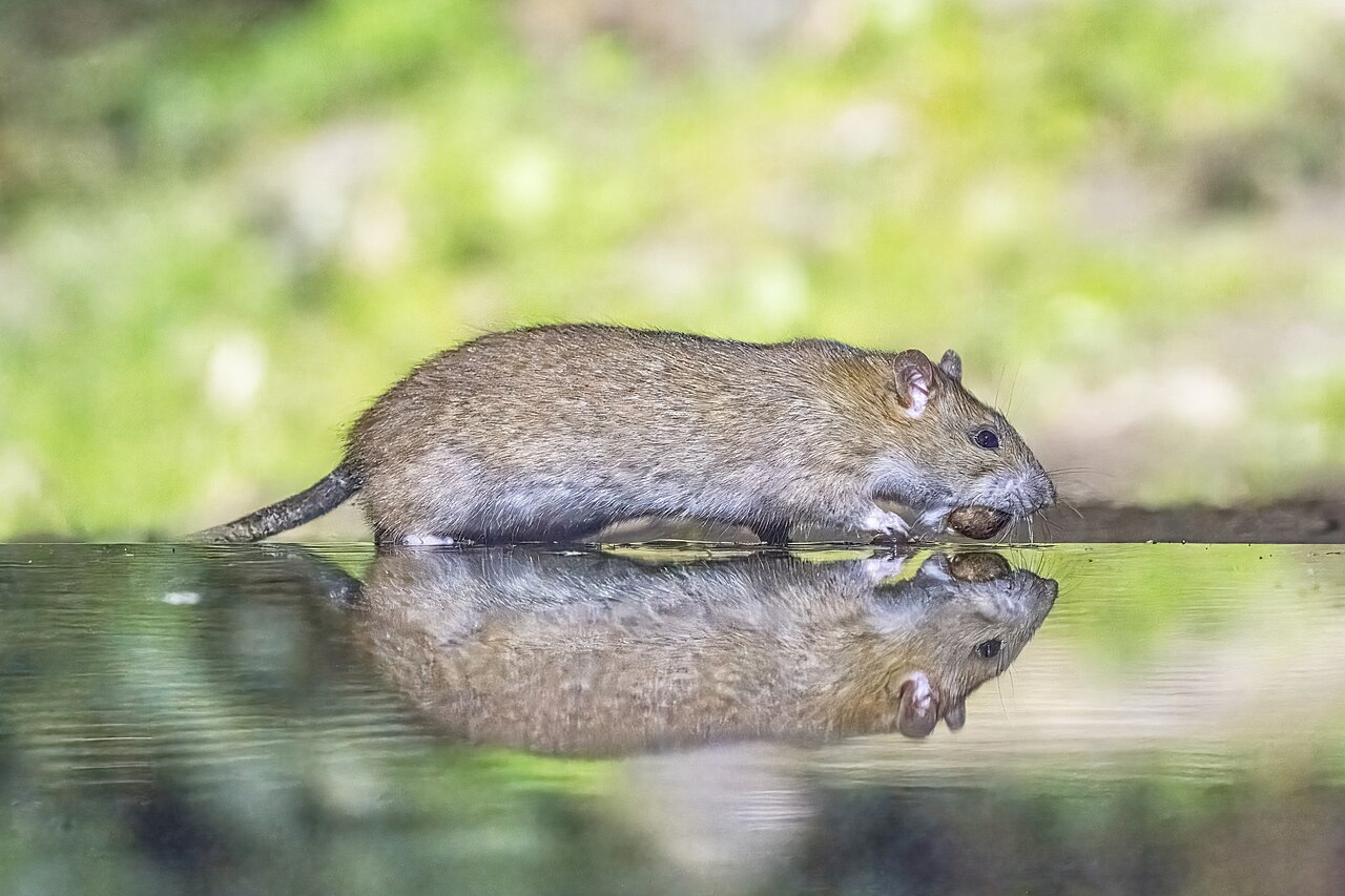 Rat brun (Rattus norvegicus), surmulot, rongeur nuisible courant en Belgique