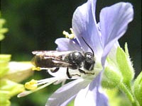 abeilles