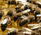 abeilles
