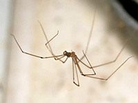 araignées