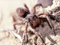 araignées