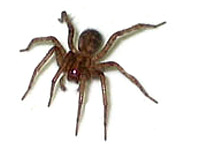 araignées