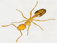fourmis