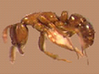 fourmis