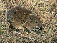 nuisibles