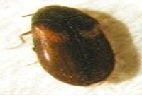 nuisibles