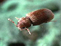 nuisibles