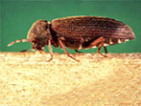 nuisibles