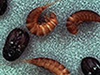 nuisibles
