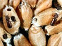 nuisibles