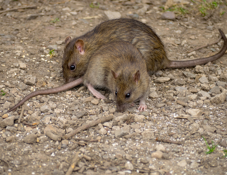 rats