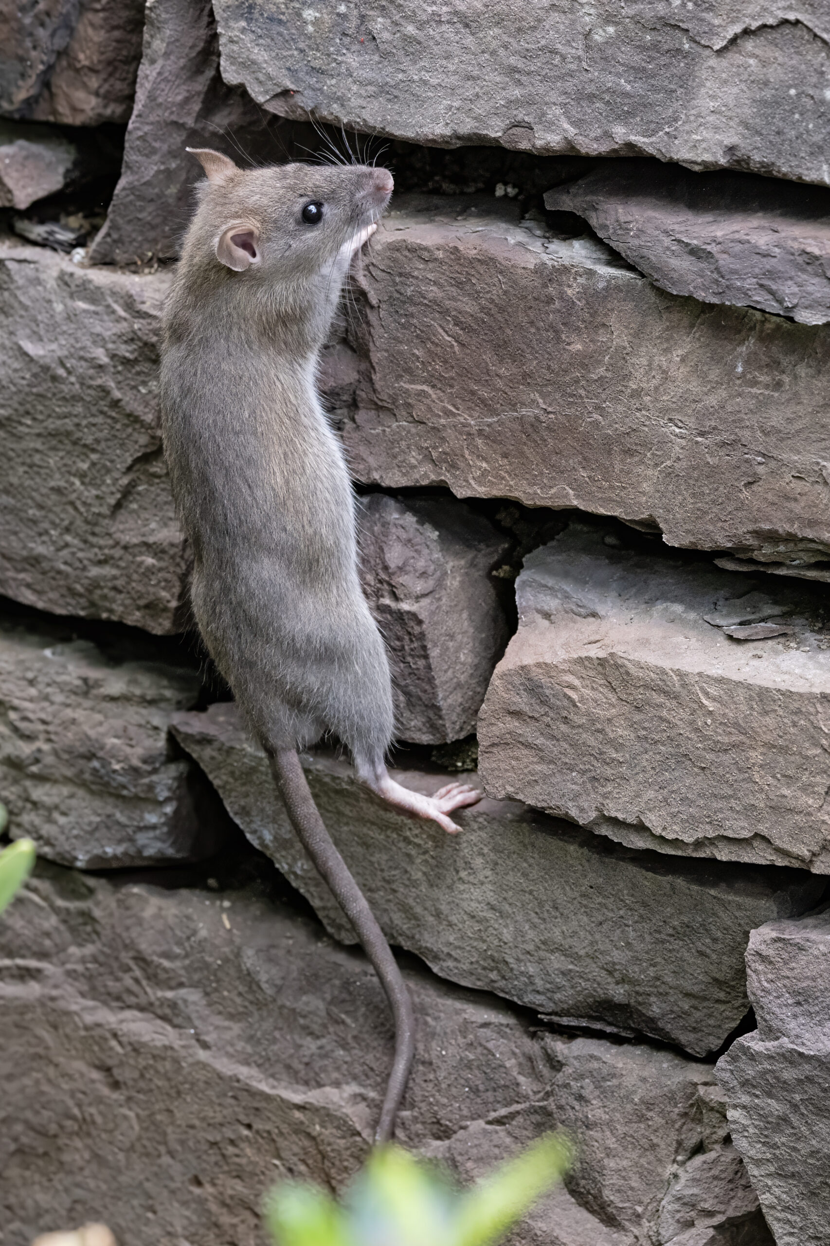 rats