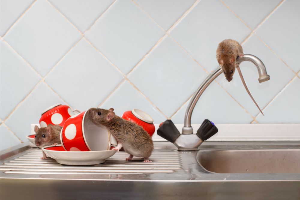 rats