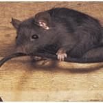 rats