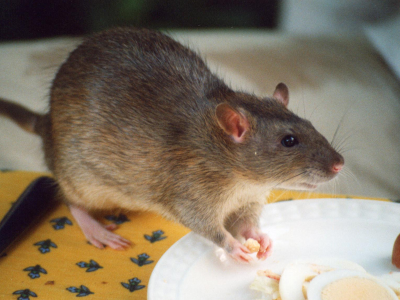 rats