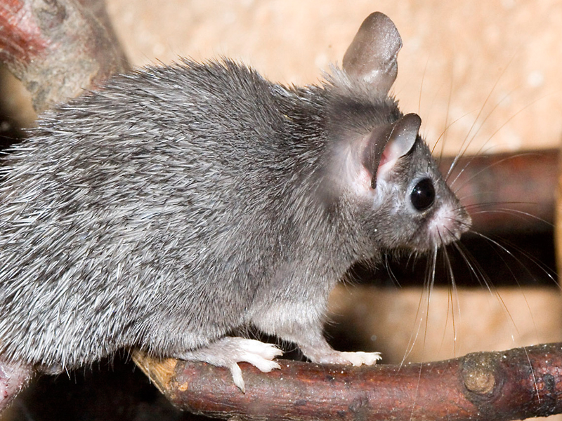souris