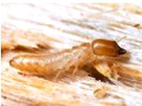 termites