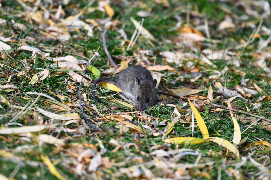 Rats et maisons en automne : comprendre le problème et agir efficacement grâce à la dératisation