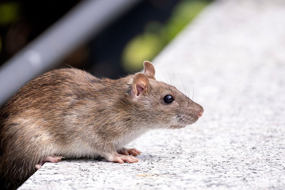 Prolifération des rats à Bruxelles : ce que j'ai partagé au micro de Vivacité