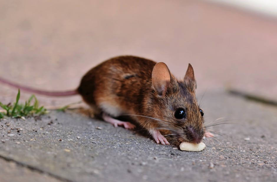 La souris domestique La souris domestique