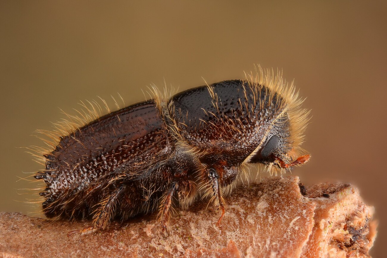 Scolyte (Ips typographus), bostryche typographe rongeur du bois