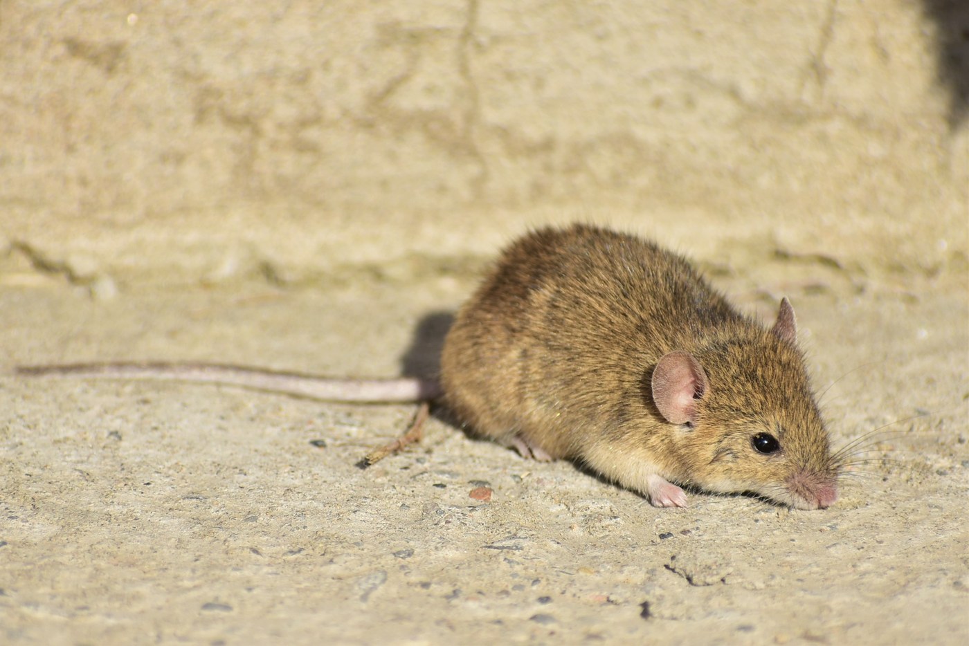 Souris domestique