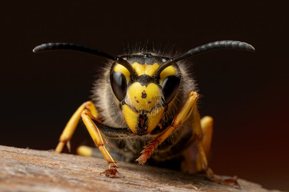 Problèmes d'insectes qui piquent - intervention désinsectisation
