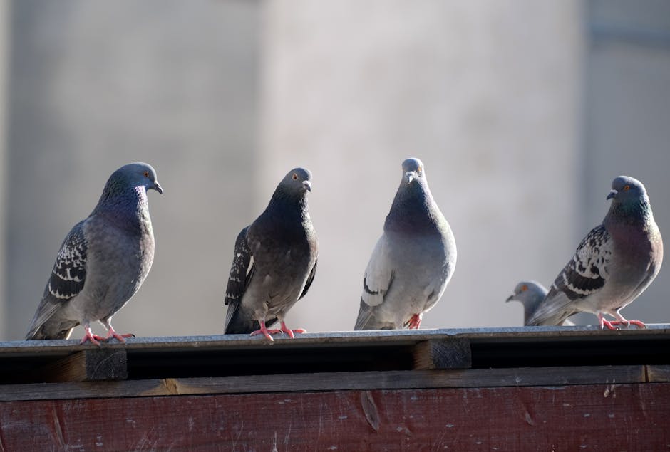 Traitement anti pigeons en Belgique