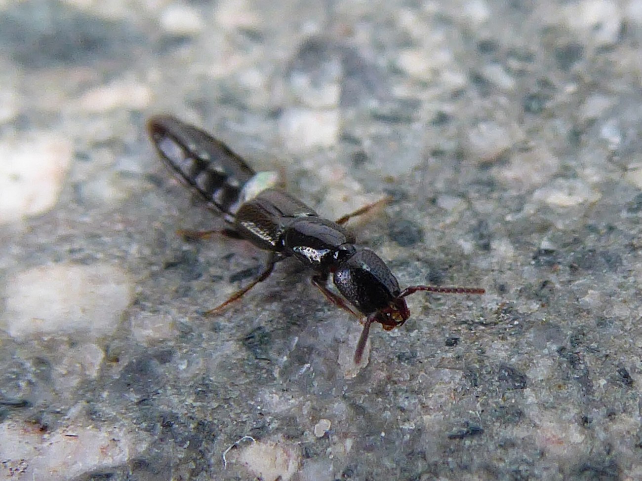 Staphylinidae, staphylin adulte