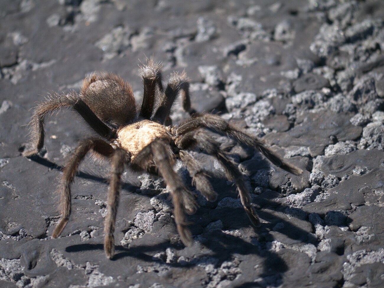 Tarentule (Aphonopelma hentzi), mygale terrestre