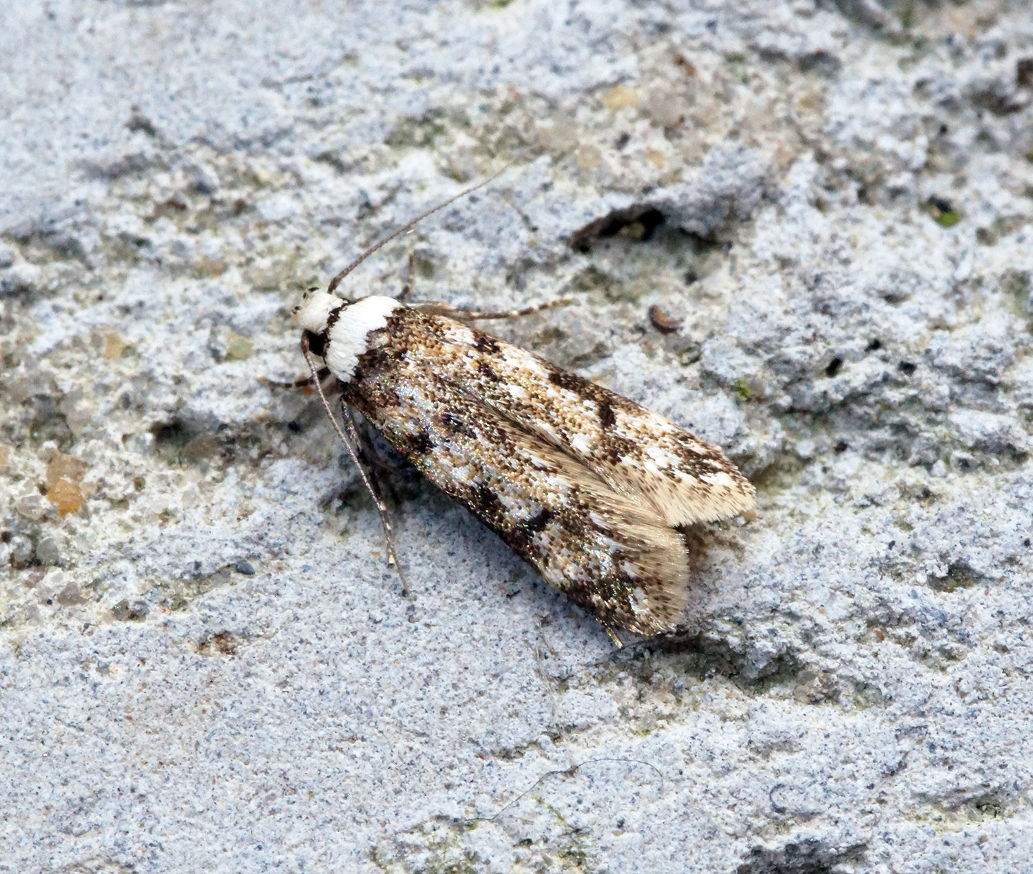 Teigne de la colle (Endrosis sarcitrella) en gros plan