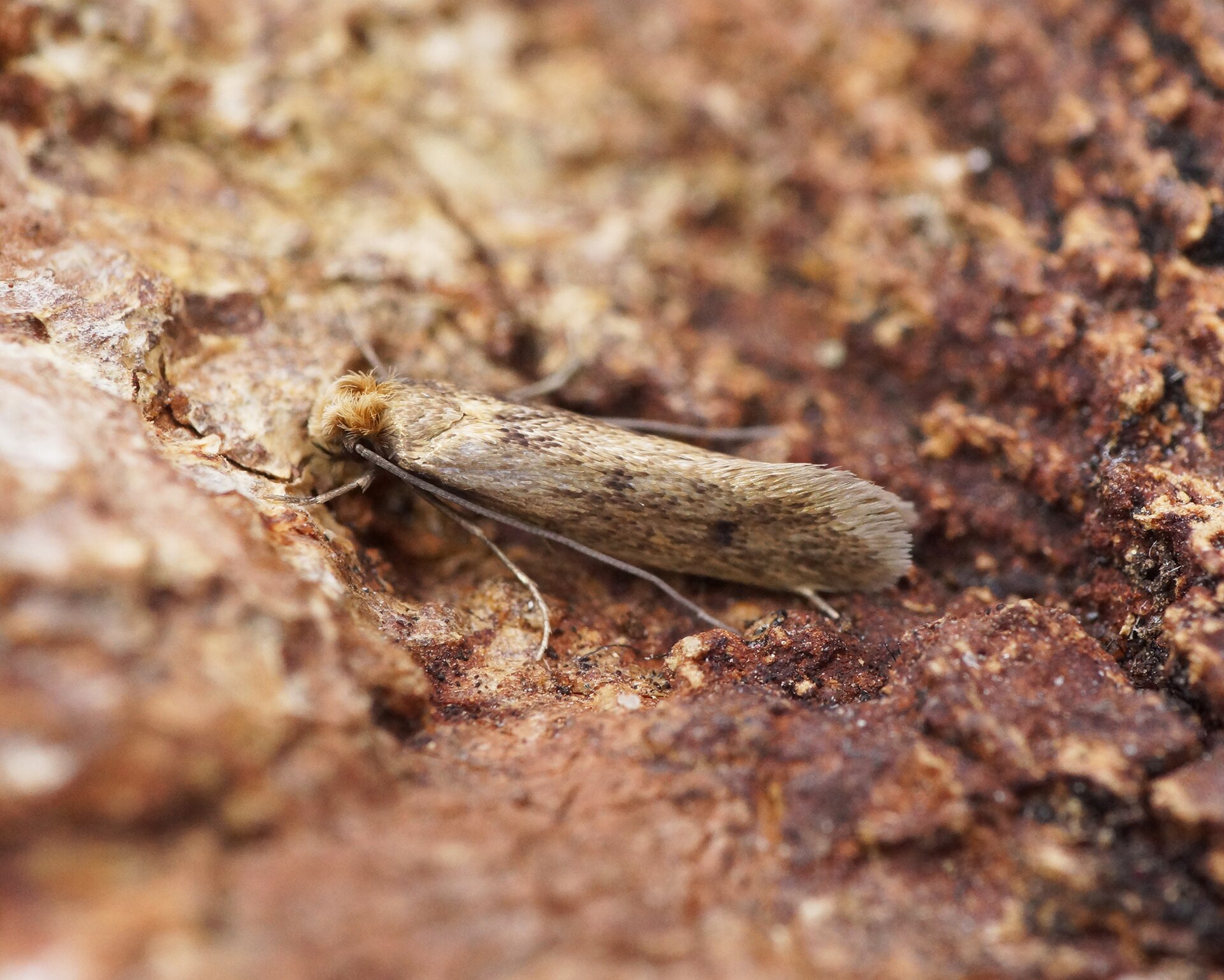 Teigne porte-case (Tinea pellionella) en gros plan
