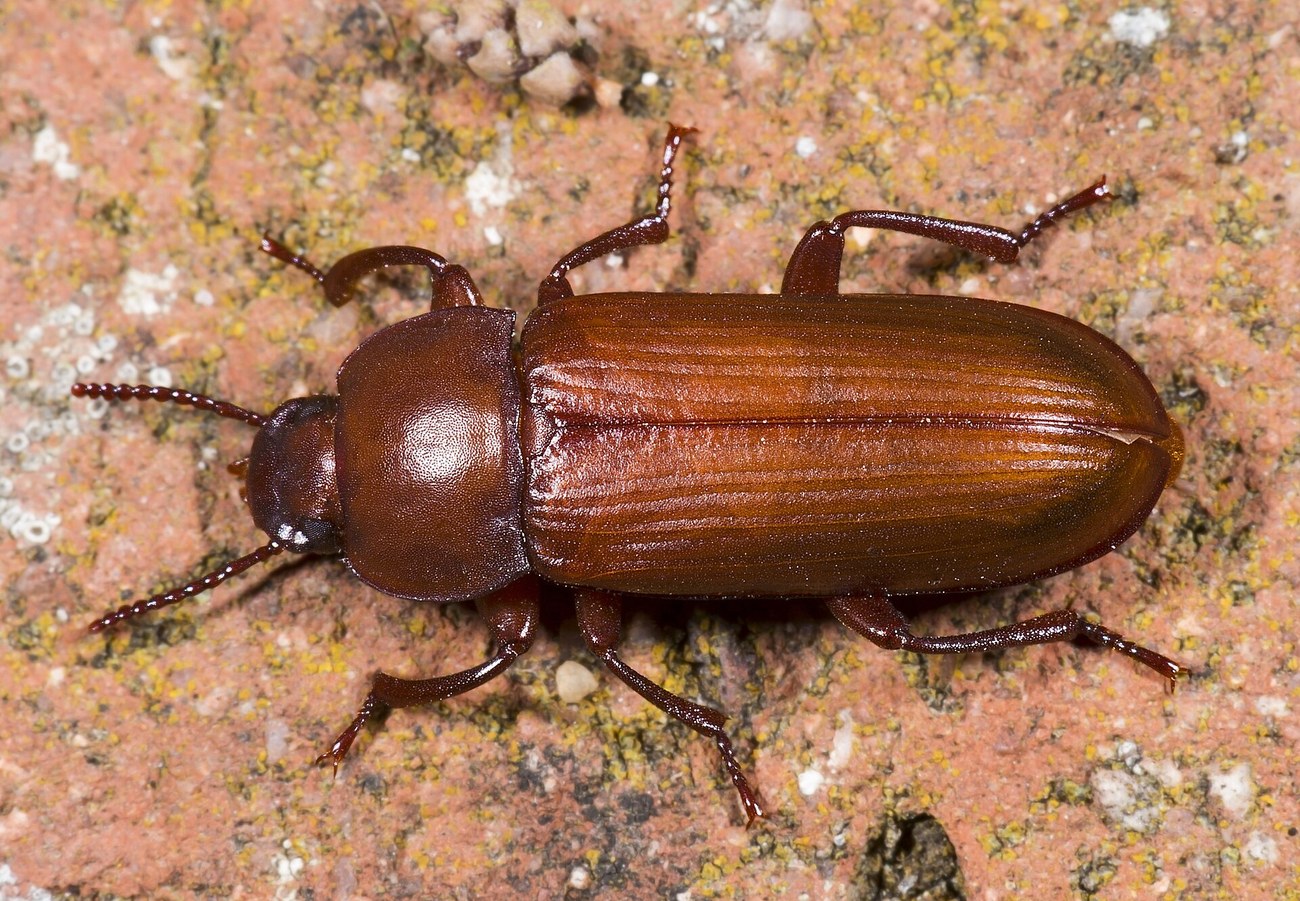Tenebrio molitor, tenebrion meunier adulte