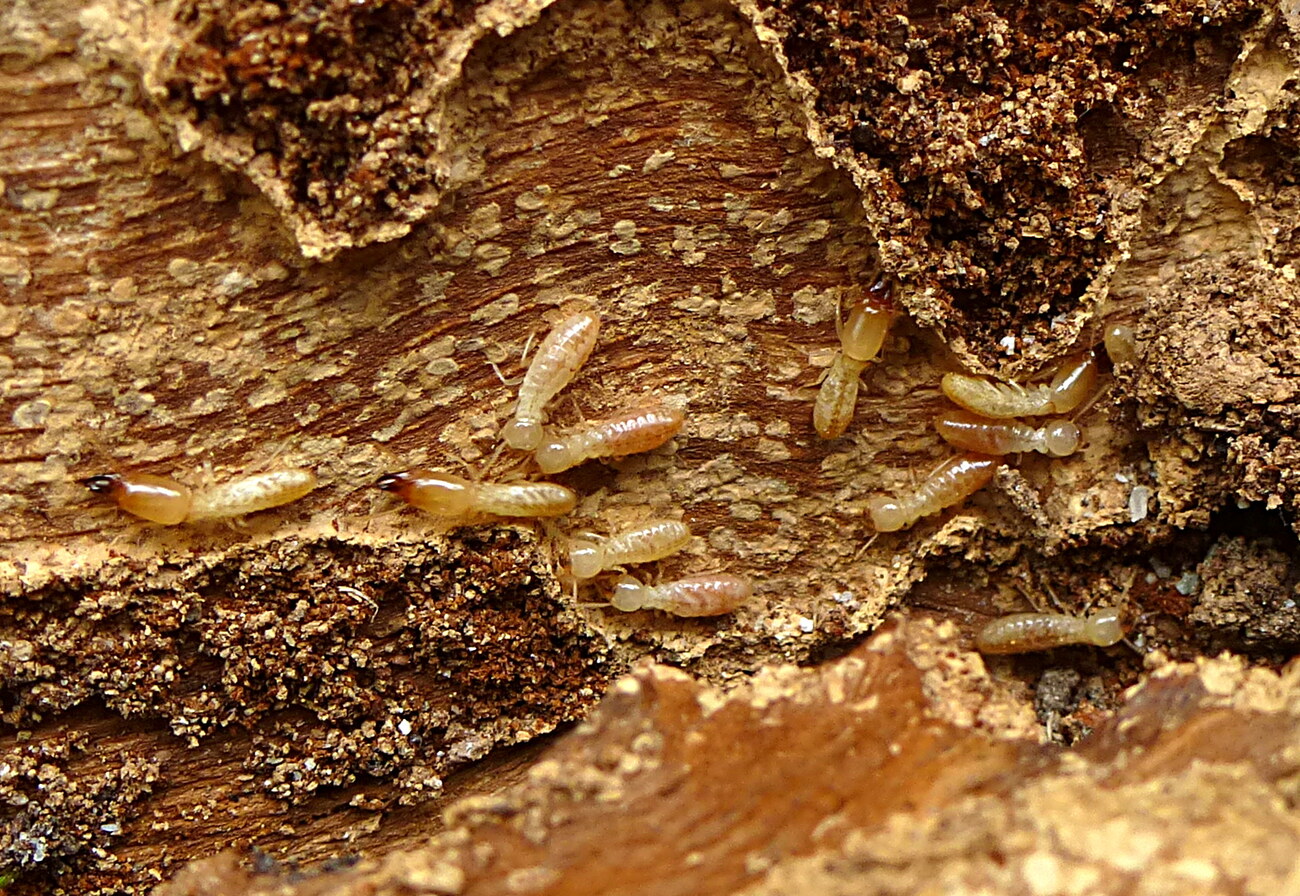 Termites du bois sec (Kalotermes flavicollis) dans le bois galerie