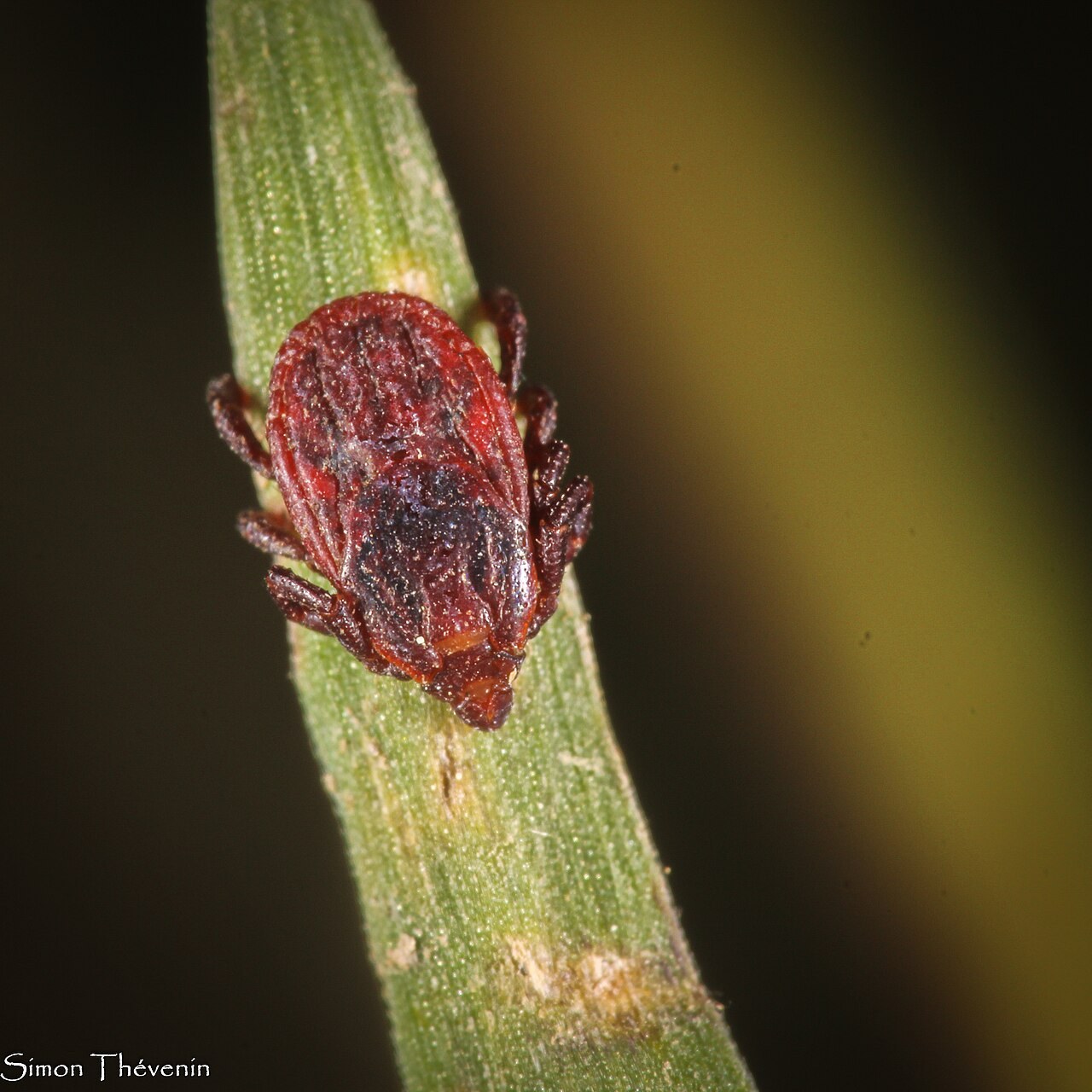 Tique brune du chien (Rhipicephalus sanguineus)