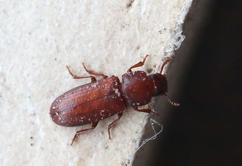 Tribolium confusum, tribolium brun de la farine adulte