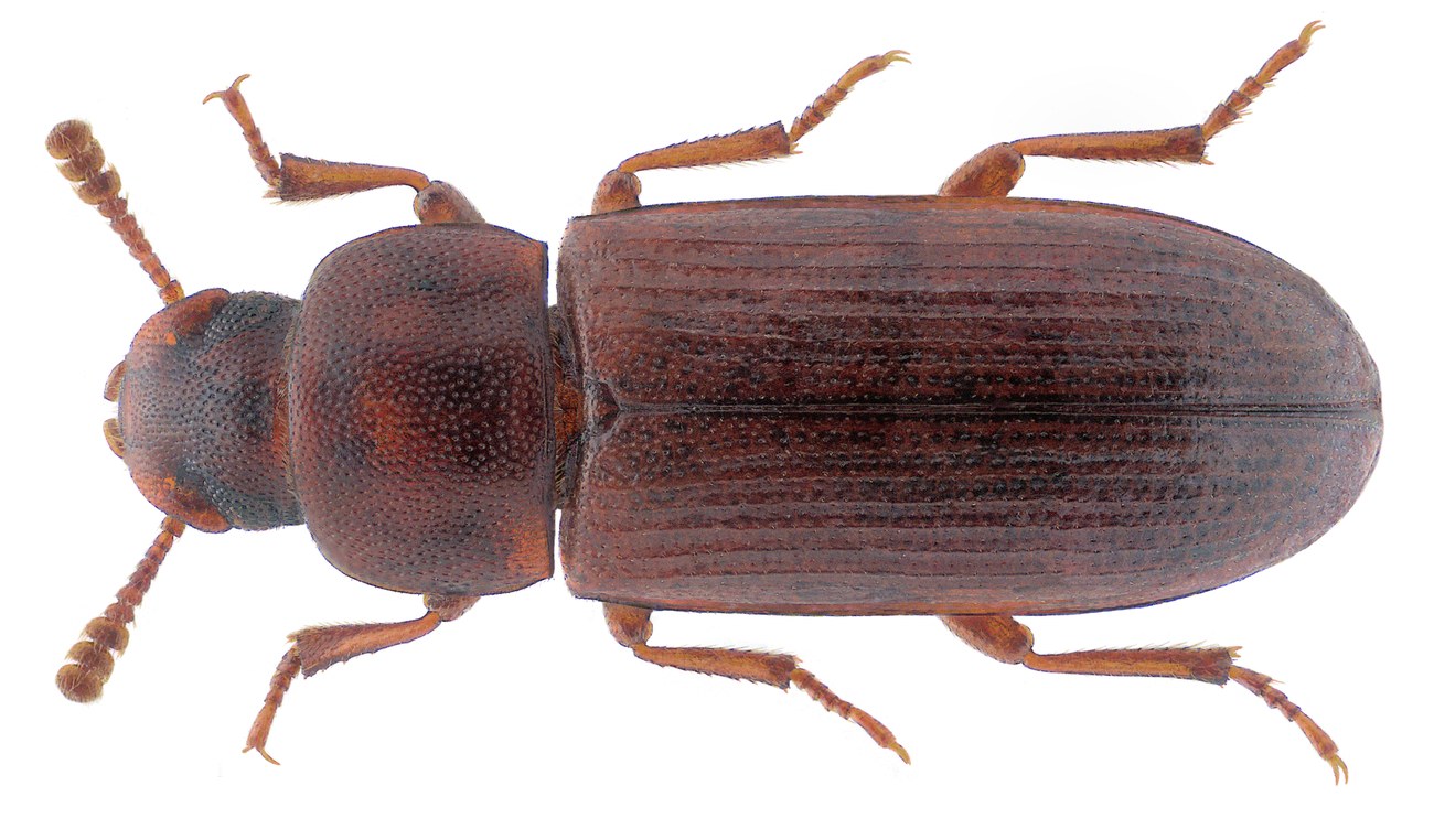 Tribolium castaneum, tribolium rouge de la farine adulte
